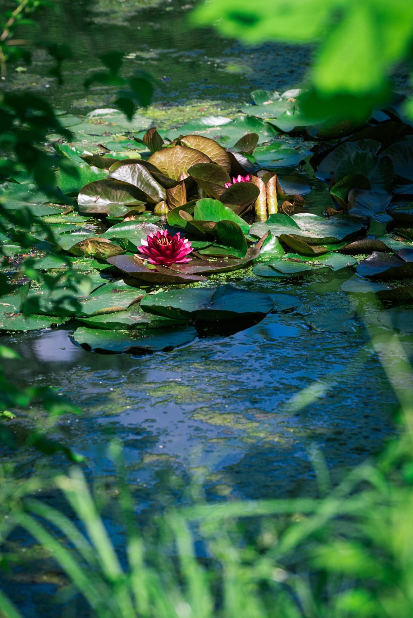 Sacred Pond Puskarini